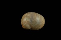 藏品(細紋玉螺)的圖片